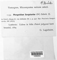 Phragmidium sanguisorbae image